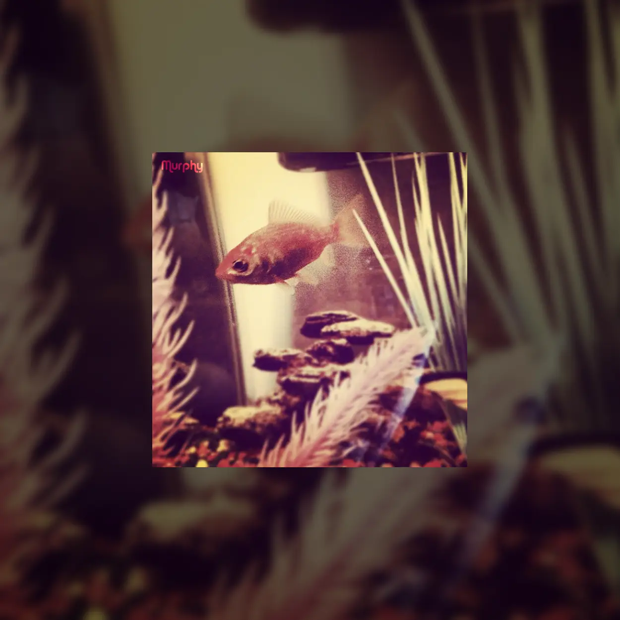 Williamsburgadelphia by Chad Lewine album cover art